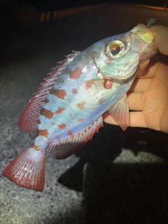 アカマツカサの釣果