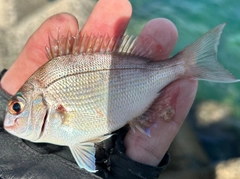 チャリコの釣果