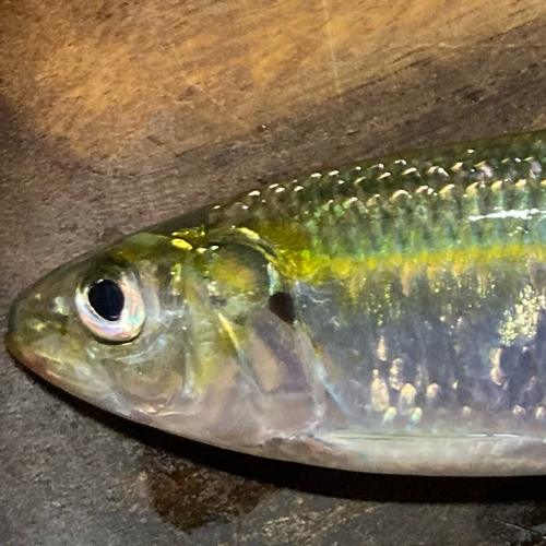 カタボシイワシの釣果