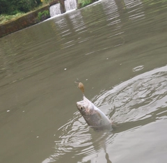 ニジマスの釣果