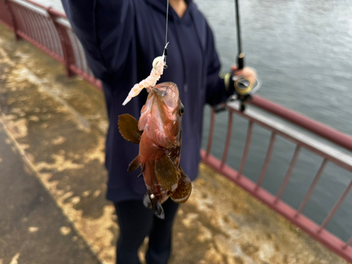 キジハタの釣果