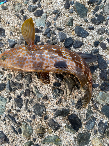 アコウの釣果