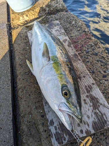 メジロの釣果