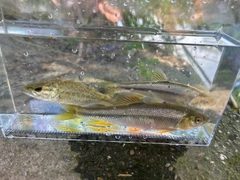 カワムツの釣果