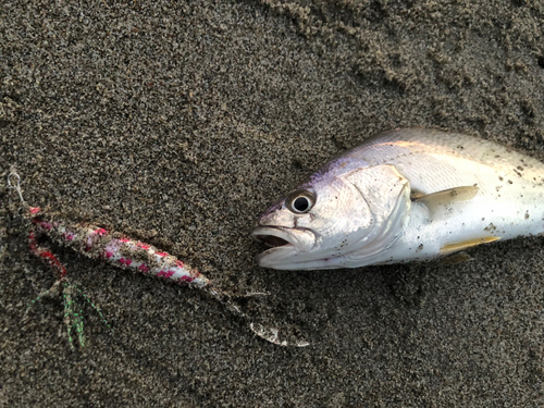 ニベの釣果