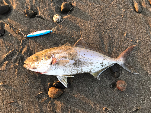 ショゴの釣果