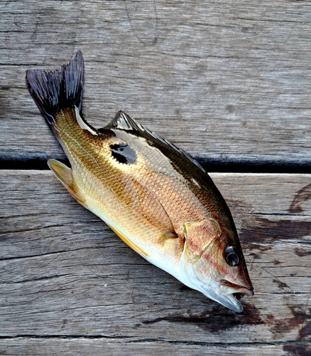 クロホシフエダイの釣果