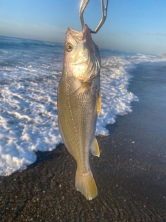 ニベの釣果