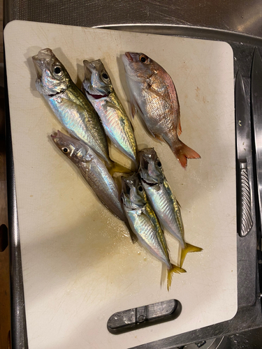 アジの釣果