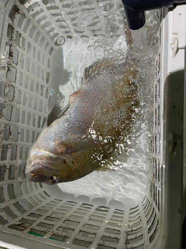 タイの釣果