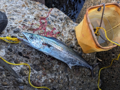 サゴシの釣果