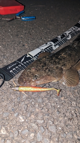 マゴチの釣果