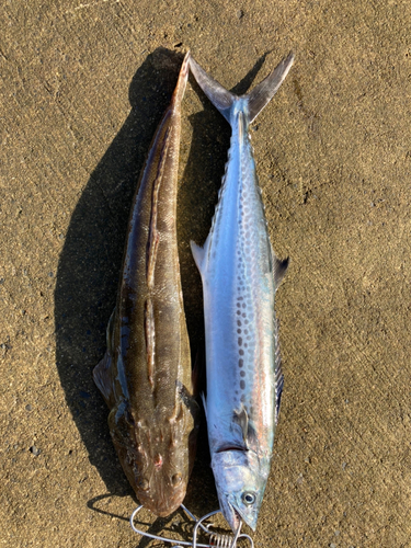 サゴシの釣果