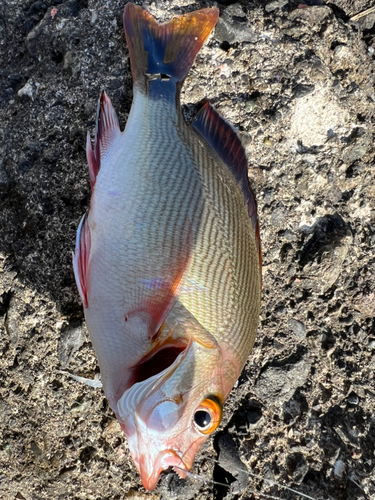 カゴカキダイの釣果