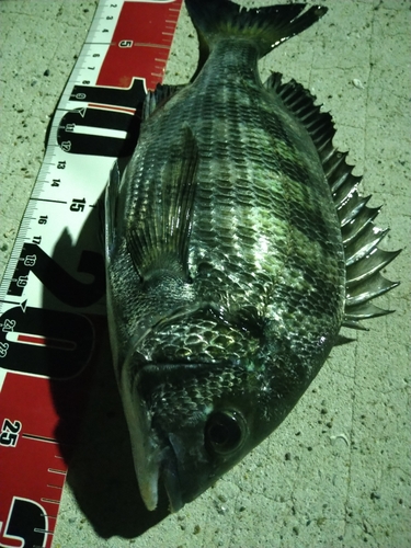 クロダイの釣果