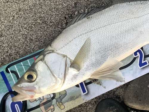 ヒラスズキの釣果