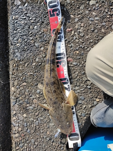 マゴチの釣果