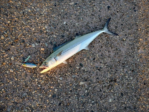 サゴシの釣果