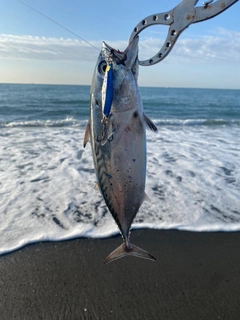 スマカツオの釣果