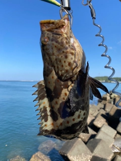 チャイロマルハタの釣果