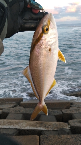 ショゴの釣果