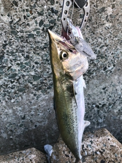 サゴシの釣果