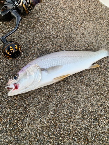 ニベの釣果