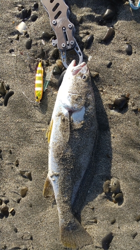 ニベの釣果