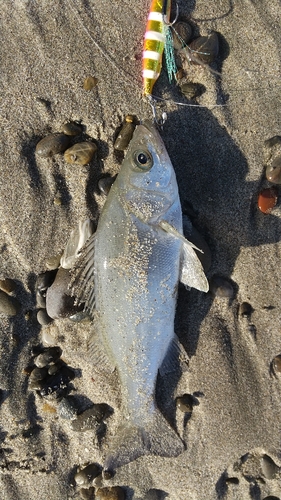 セイゴ（ヒラスズキ）の釣果