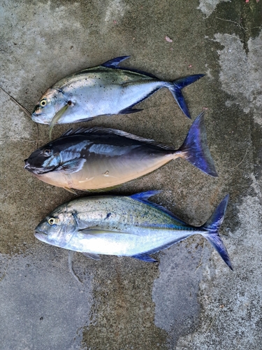 カスミアジの釣果