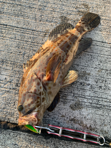 チャイロマルハタの釣果