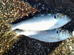 コノシロの釣果
