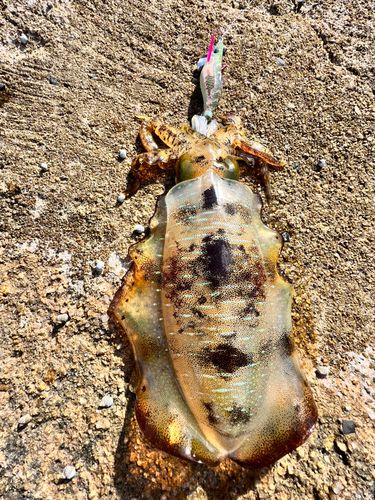 アオリイカの釣果