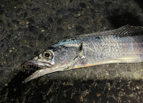 タチウオの釣果