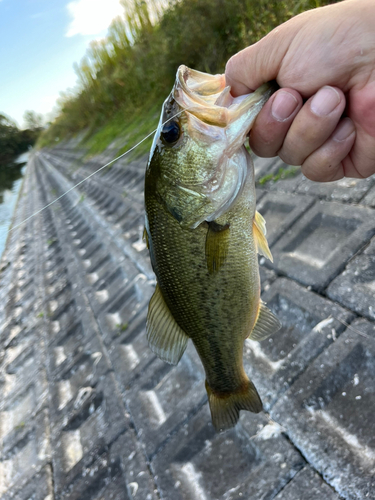 ラージマウスバスの釣果