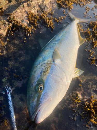 ヒラマサの釣果