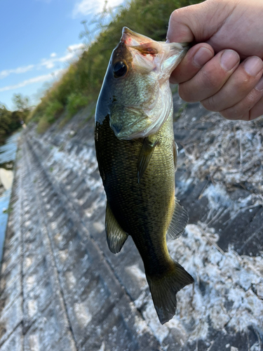 ラージマウスバスの釣果