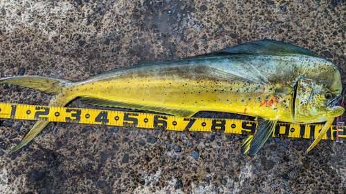 シイラの釣果