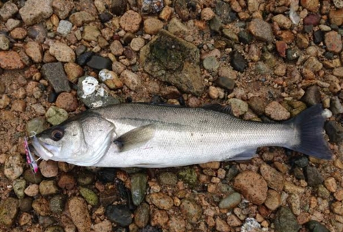 スズキの釣果