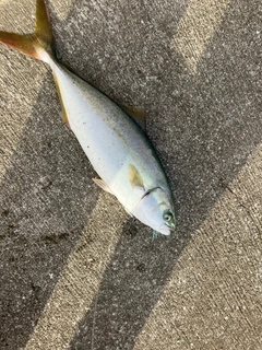 ツバスの釣果