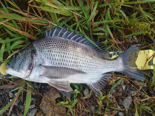 クロダイの釣果