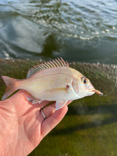 チャリコの釣果