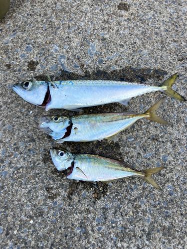 サバの釣果