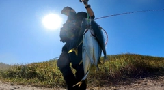 イナダの釣果