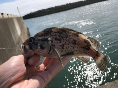 クロソイの釣果