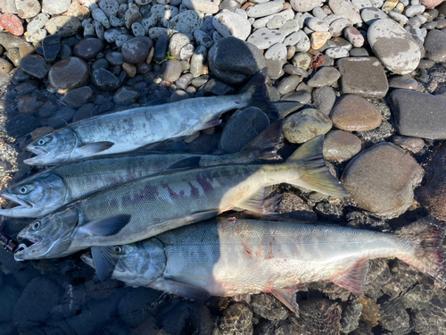 シロザケの釣果