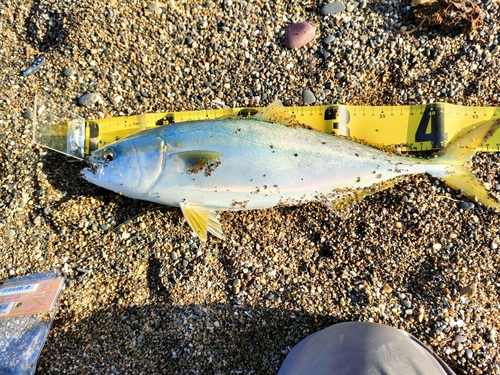 ハマチの釣果