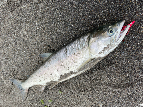 シロザケの釣果