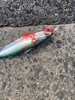 サバの釣果