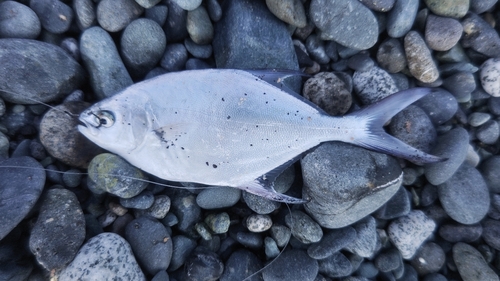 コバンアジの釣果